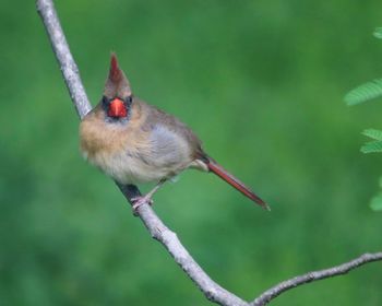 Close-up of bird perching on branch