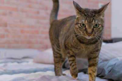 Portrait of tabby cat on bed