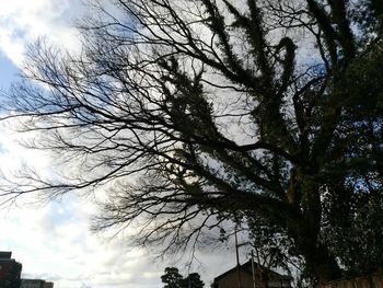 Low angle view of bare tree against sky