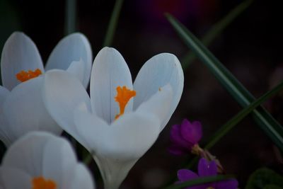 Close-up of white crocus blooming outdoors