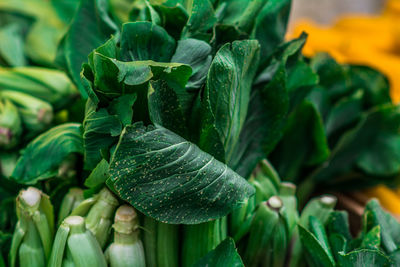 Close-up of bok choys for sale at market