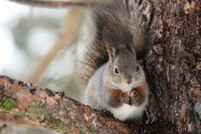 Squirrel on tree trunk