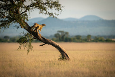 Cheetah standing on tree trunk