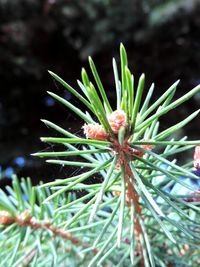 Close-up of plant