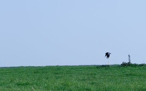 Scenic view of grassy field against sky