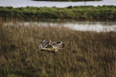 View of a bird on field