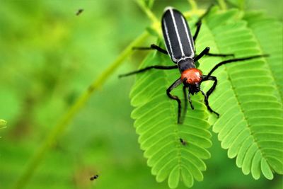 Close-up of insect on leaf