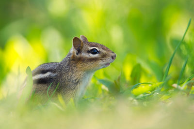 Close-up of squirrel