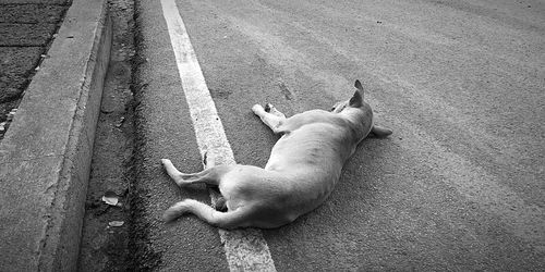 High angle view of dog lying on street