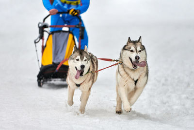 View of a dog in snow