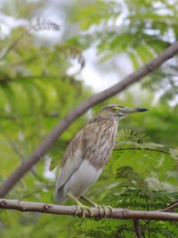 Bird perching on tree