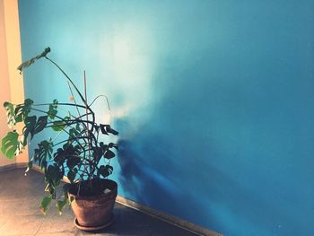 Close-up of potted plant on table against wall