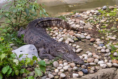 High angle view of crocodile on rock