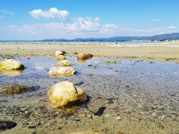 Ducks on beach against sky