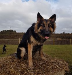 Portrait of dog on field against sky