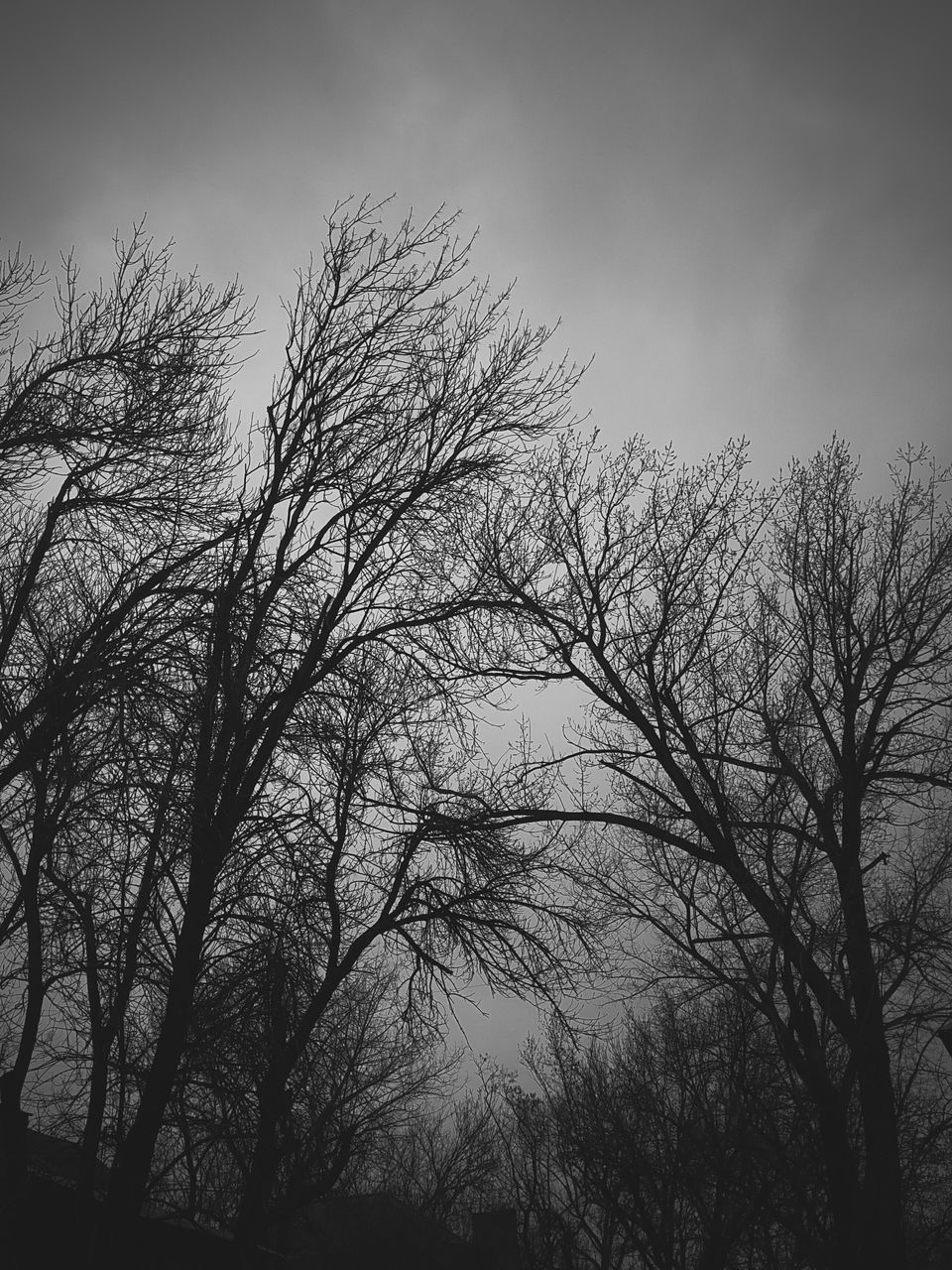 tree, bare tree, branch, silhouette, low angle view, tranquility, clear sky, sky, nature, beauty in nature, tranquil scene, growth, scenics, dusk, outdoors, no people, copy space, tree trunk, day, idyllic