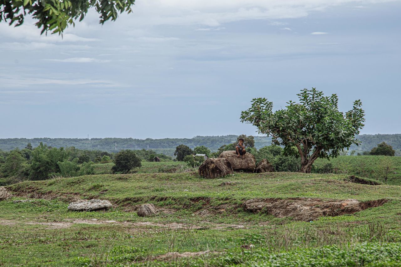 VIEW OF AN ANIMAL ON FIELD