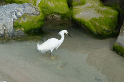 White heron perching on rock by lake