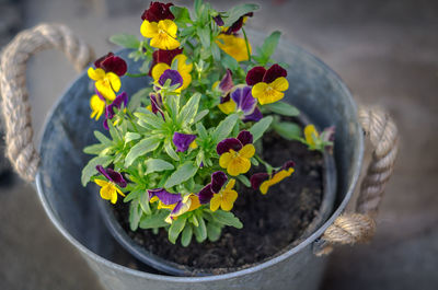 Close-up of potted plant
