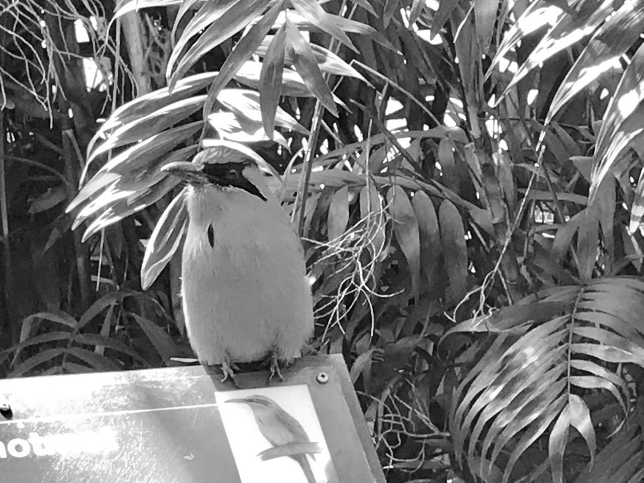 CLOSE-UP OF BIRD ON PLANT