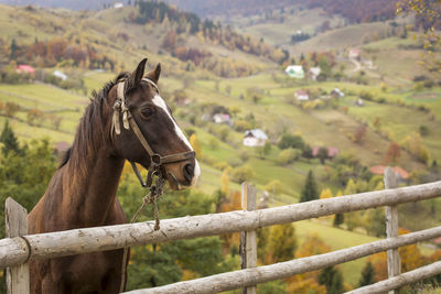 Horse on field in ranch