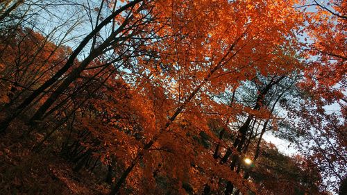 Low angle view of trees