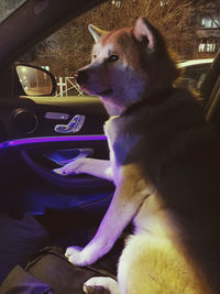 Close-up of dog sitting in car