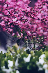 Close-up of pink cherry blossoms in spring