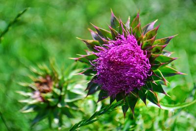 Close-up of honey bee on thistle flower