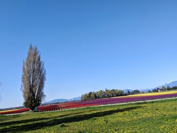 Scenic view of field against clear blue sky