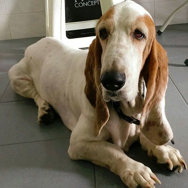 dog, pets, indoors, domestic animals, animal themes, one animal, mammal, portrait, looking at camera, home interior, relaxation, animal head, close-up, lying down, flooring, no people, resting, sitting, floor, loyalty