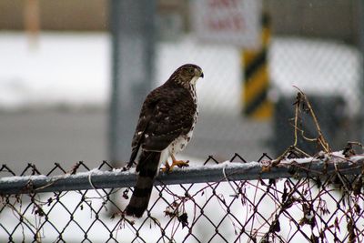 Bird perching on chainlink fence