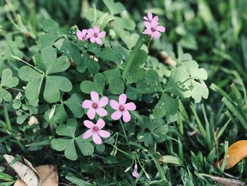 High angle view of pink flowering plant