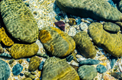 Close-up of turtle on rocks at beach