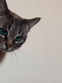 Close-up portrait of a cat