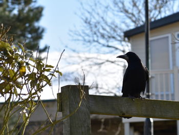 Bird perching on a fence