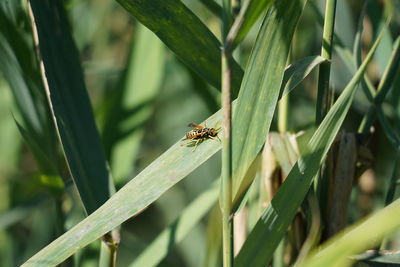 Close-up of insect on plant