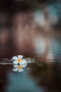 Close-up of frangipani in water