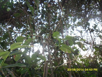 Low angle view of trees in forest