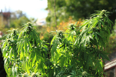 Close-up of fresh green plants on land