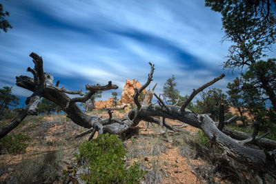 Low angle view of tree against sky