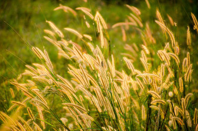 Close-up of wheat growing on field