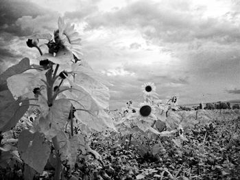 Plants growing on field against sky