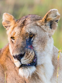 Lion with scar on her face