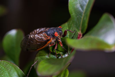 Close-up of insect on leaf