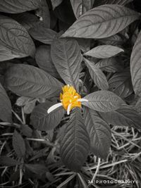 Close-up of flowers blooming outdoors