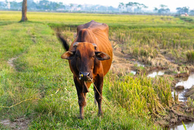 Cow standing on field