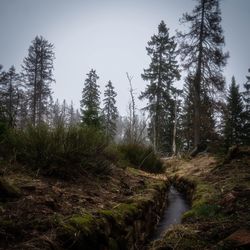 Trees growing in forest against sky