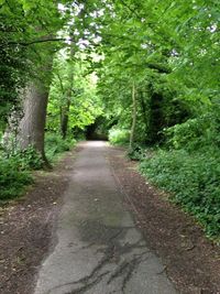 Road passing through forest