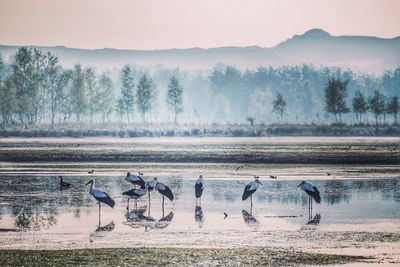 Group of storks in a dry lake